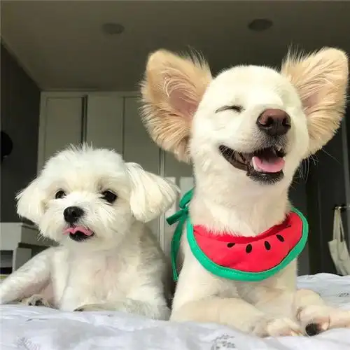 最美微笑狗狗治愈他人,却忘记自己受伤过的眼睛!