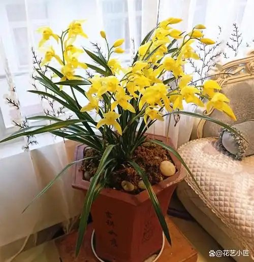 兰花是我国的名贵花卉, 靠近时能闻到它浓浓的香味.故被视为香花草.