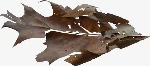 枯叶免抠素材免费下载_觅元素51yuansu.com