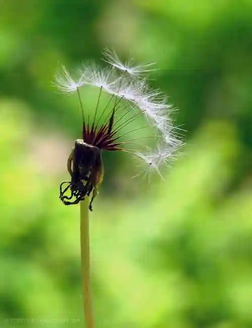 唯美蒲公英飘散手机壁纸