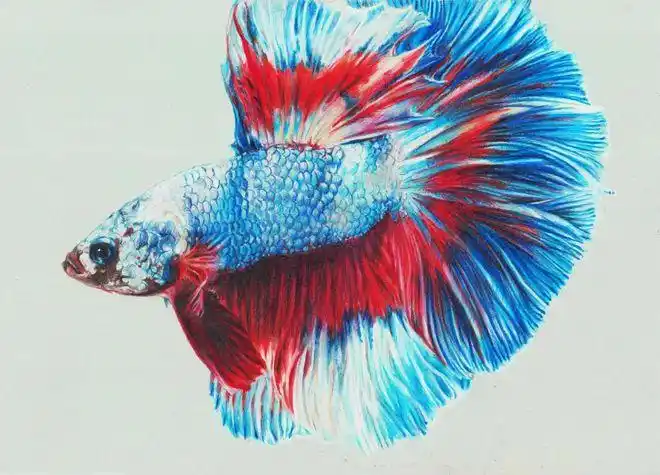 作品名称:《孔雀鱼》学号:x1-大个子班级:六期彩铅班创作画材:施德楼