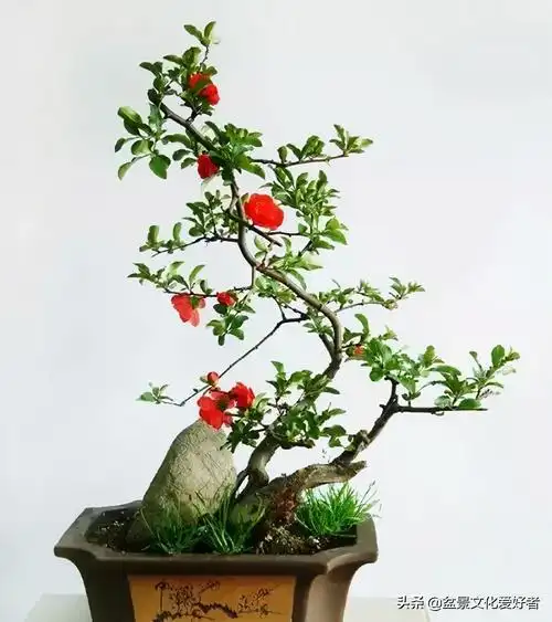 垂丝海棠的特点是什么(垂丝海棠盆景的欣赏)插图(7)