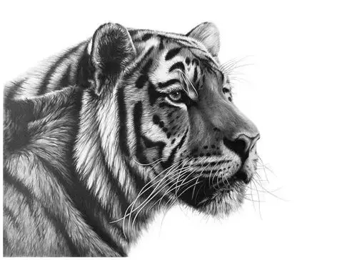 欣赏||一组写实动物作品_素描教程绘画学院_零二七艺考