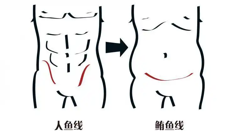 什么叫人鱼线和马甲线 女生是什么线 - 网络编辑之家