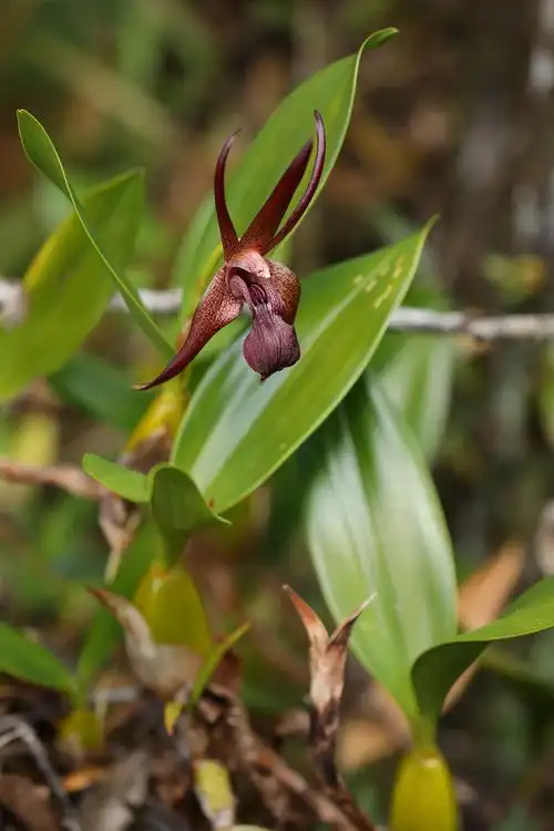 宽叶厚唇兰简介_宽叶厚唇兰特征-兰花百科网