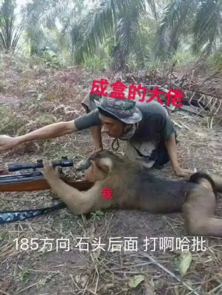 吃鸡落地成盒的队友大佬:185方向,石头后面,打啊哈批 - 近期斗图表情