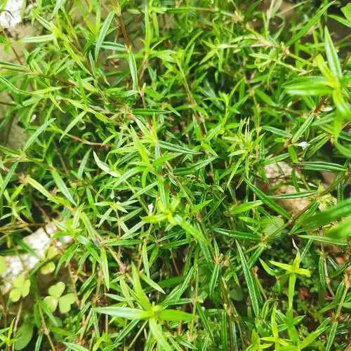 [白花蛇舌草批发]方杆白花蛇舌草价格10元/斤 - 惠农网