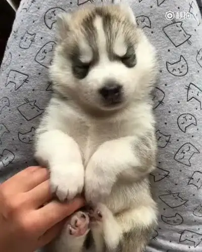 汪星人宝宝犯困了赖主人腿上不走,萌死了