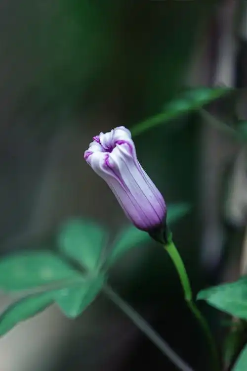 牵牛花每天都努力开花迎接阳光