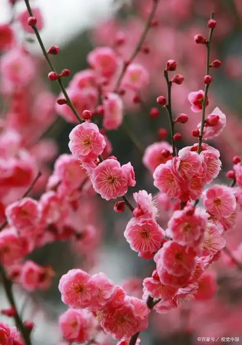 冬日桂冠,梅花美丽