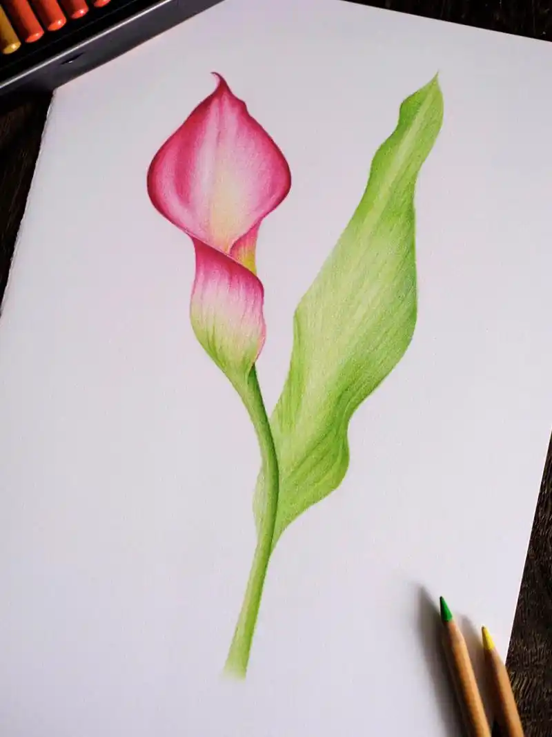 彩铅画|马蹄莲(附步骤图) 临摹网络水彩画 画幅简单点的小画,用回了