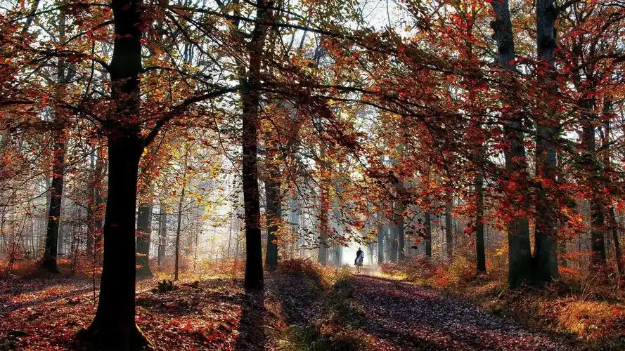 秋锁屏壁纸图片_动态桌面壁纸图片_动态壁纸下载-元气壁纸