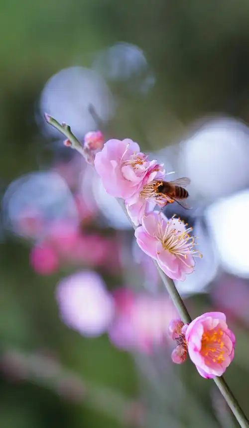 梅花图,迎新年!
