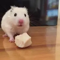 模糊惊恐的仓鼠头像_微信头像图片大全