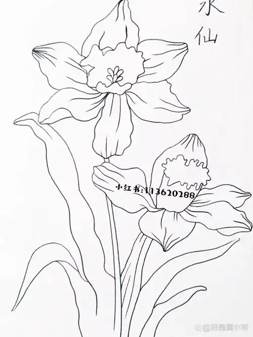 《水仙》彩色线描