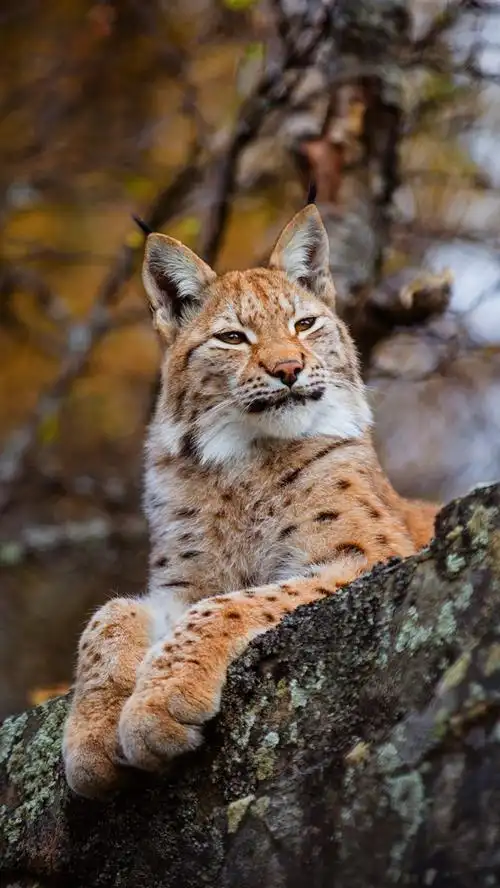 山猫休息,自然,野猫 5k