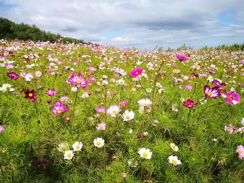 马鞍山风光～格桑花盛开的海洋