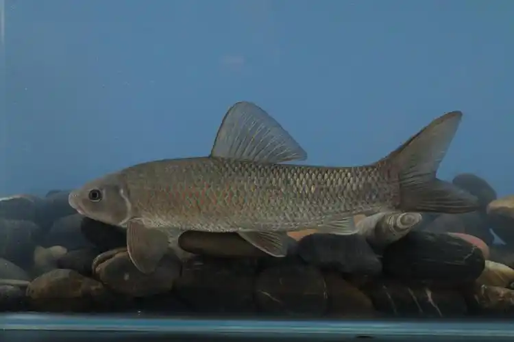 长江流域主要鱼类