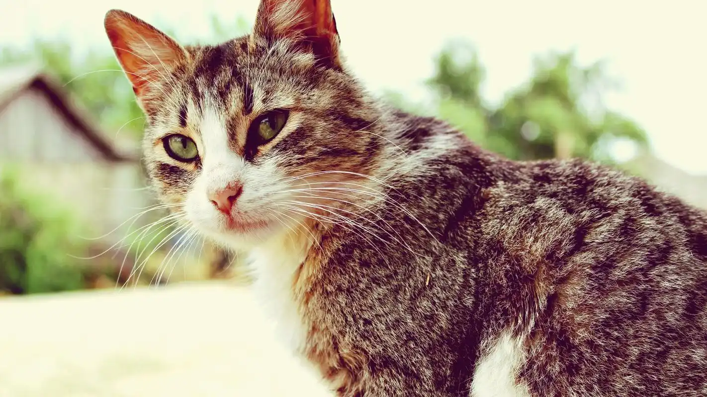 可爱的超萌小猫喵星人高清图片桌面壁纸(2)