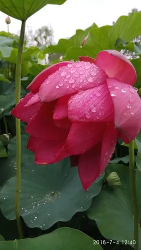 美丽的荷花在雨中美丽的绽放!