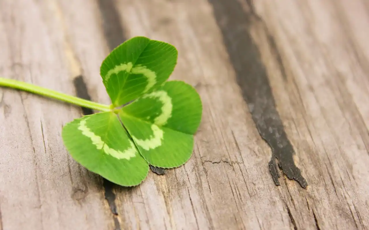 清新的四叶草唯美高清桌面壁纸