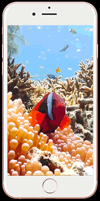 我是一只鱼 水族专题livephoto 动态锁屏精选【官方资源团】 - 资源区