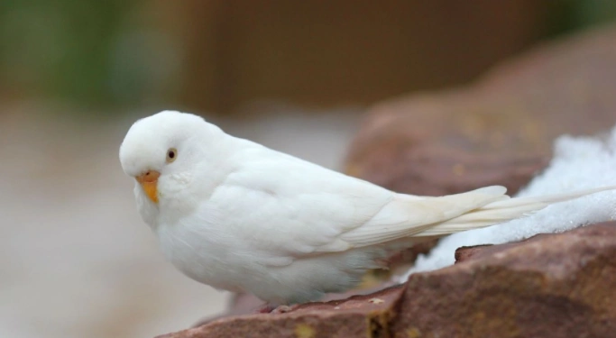 白色鹦鹉是什么品种