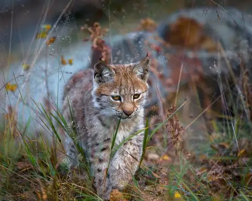 山猫走在草地上,野猫,捕食者 壁纸 - 1280x1024