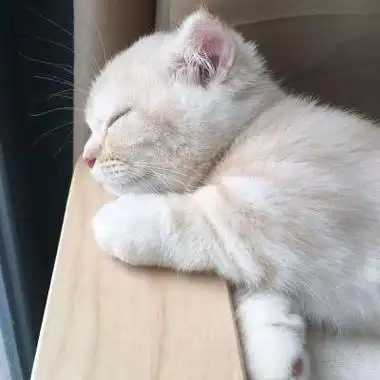 微信头像使用猫咪的女生 女生头像图片大全 -【爱个性】