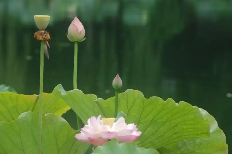 荷花荷叶荷田田——西湖"曲院风荷"中的荷花美景.