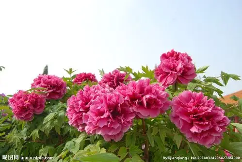 雍容惊艳处, 仙姿凝香魂.   含羞红嘴唇, 妩媚天下珍. 香蕊承雨露.