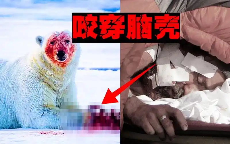 【北极熊吃人】被咬住听到骨裂的声音,把我当成另一种味道的肉