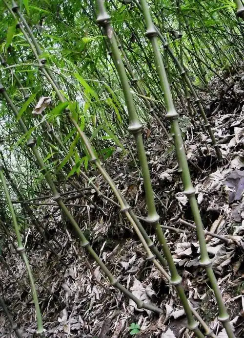 竹子刻入灵魂深处的精神图腾