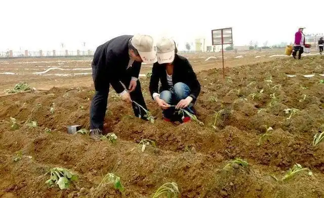 大家好,今天来给大家分享一下,关于红薯高产的种植方法.