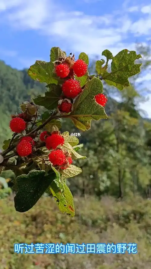 11月高山片野的野山莓熟透了孩时满满的回忆嘿嘿时间对准下了手青春已