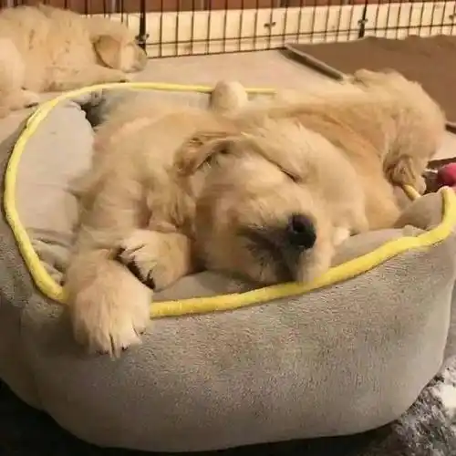 小金毛狗狗头像!_男女_来自_网络