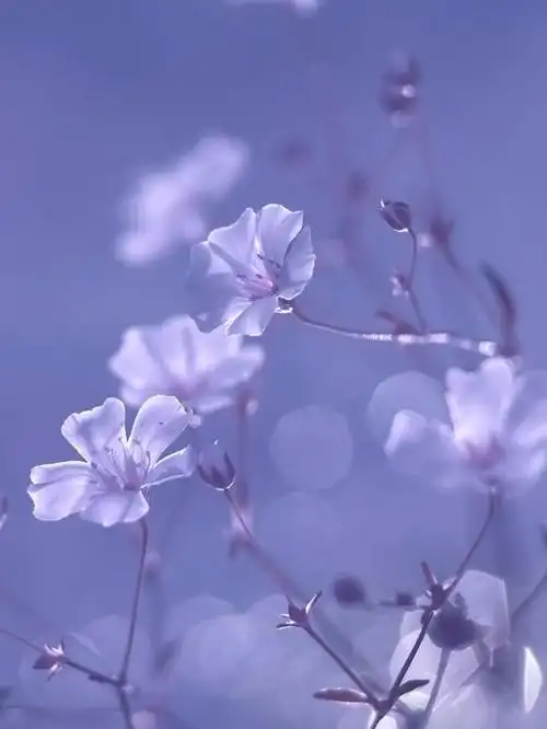 花系列壁纸,清新简约