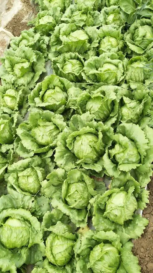 球生菜 1斤以上