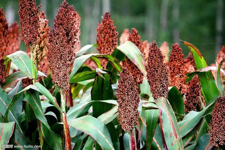 视频朗诵|红高粱|作者:贾真|朗诵:苏堤&听雨