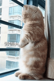 小萌猫站在窗台上望眼欲穿,一看到铲屎官的身影,激动得