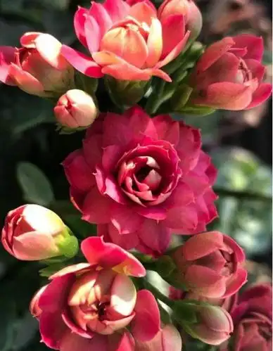 长寿花中的6个经典大花品种,单朵能开一元硬币大,花开很惊艳