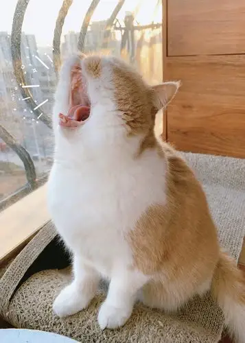 你爱打哈欠吗,为什么会打哈欠?警惕:四种疾病因素也容易打哈欠