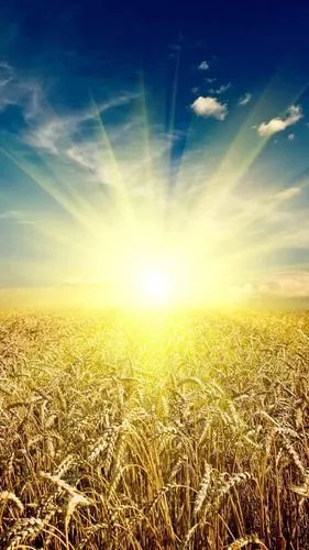 不是高清我不发,更多同系列关注我主页,风吹麦浪,金色,收获,秋天,风景