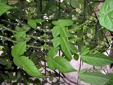 白毛藤的生长习性