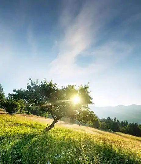 光线,树上,日出,漂亮,自然,风景_高清图片_全景视觉
