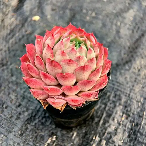 景天科多肉的品种(景天科多肉的品种养法) - 123植物网