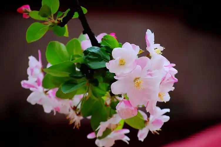 海棠花开如此之美,出自本人习作,与你共赏妩媚多姿的海棠花[色][色]