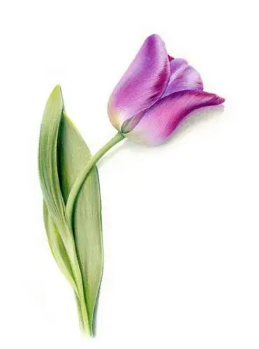 手绘# #花卉# #植物# #彩铅