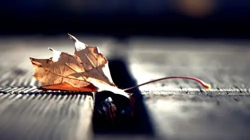 一片伤心的枯叶