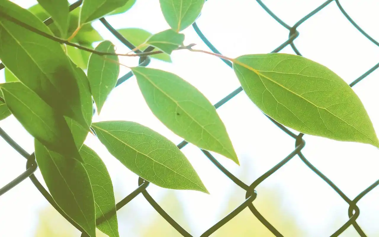 好看的绿色系壁纸,护眼又清新,喜欢就赶紧下载吧!